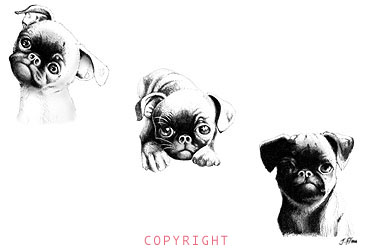 The BRUSSELS GRIFFON SERIES by John Flores